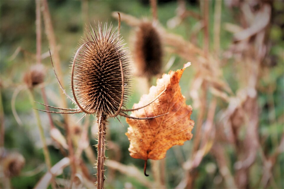 Fall foliage prickly plant