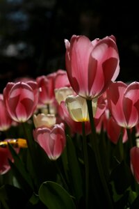 Summer leaf tulip