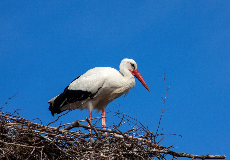 Animal rattle stork storks