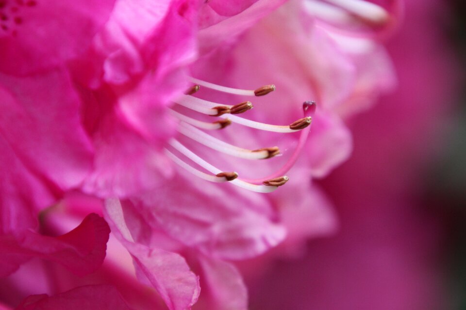 Flower pestle stamen