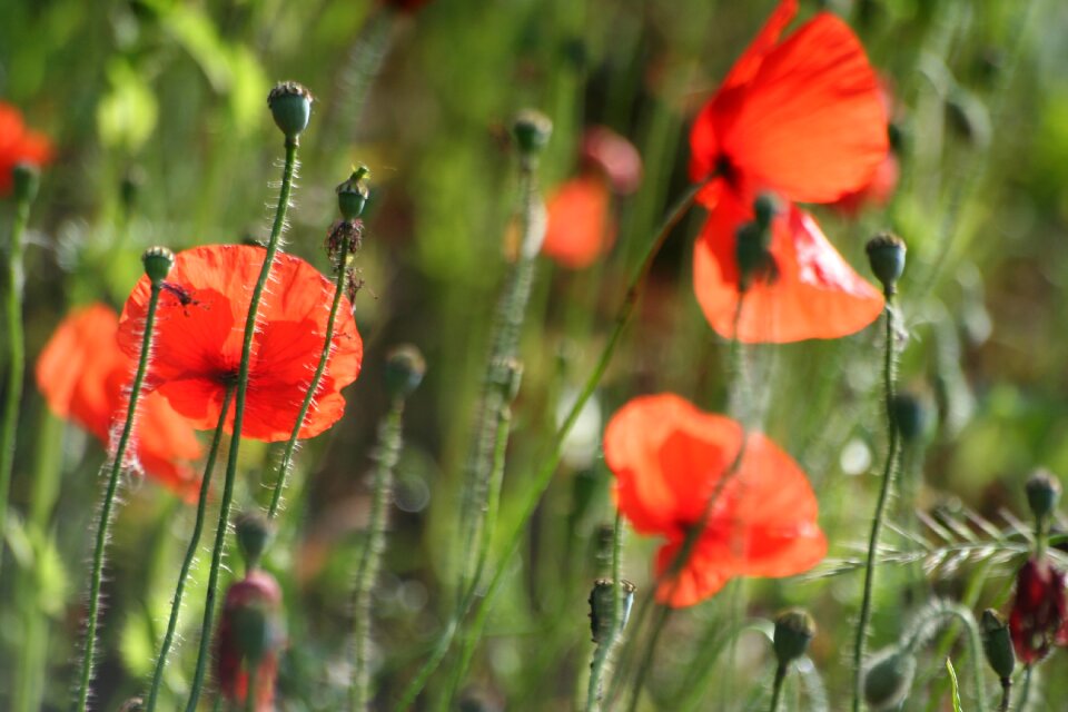 Poppy klatschmohn wild flowers