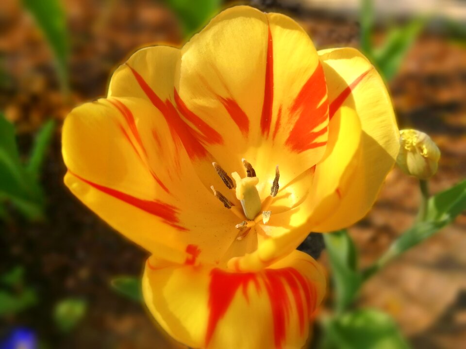 Garden leaf tulip photo