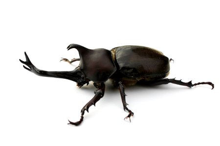 Japanese Rhinoceros Beetle photo