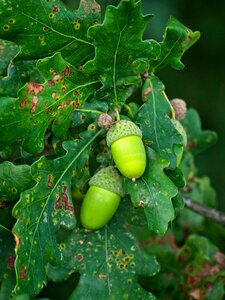 Oak leaves branch photo