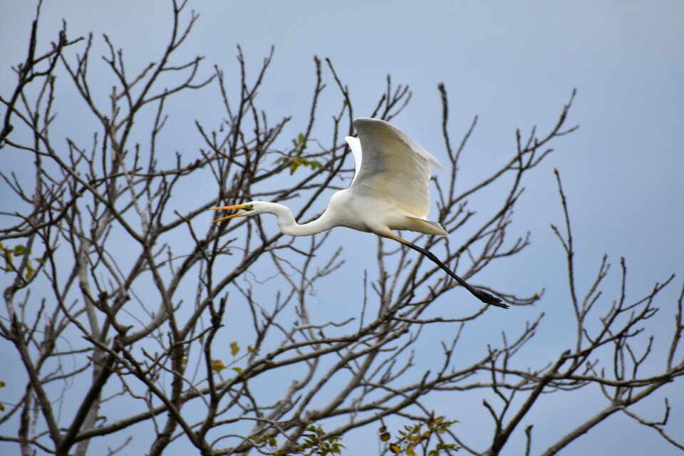 Bird wild birds heron