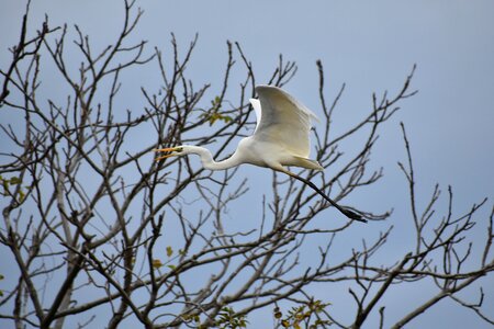 Bird wild birds heron photo