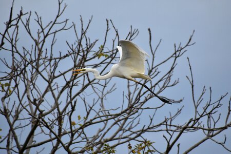Bird wild birds heron