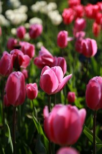 Summer leaf tulip