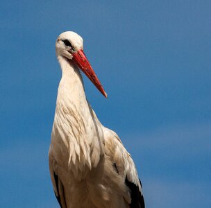 Animal rattle stork storks photo