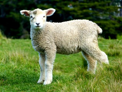 Lamb Goat Animal