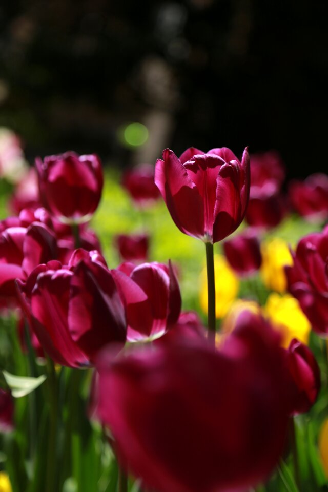 Summer leaf tulip