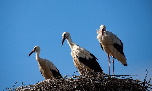Animal rattle stork storks photo