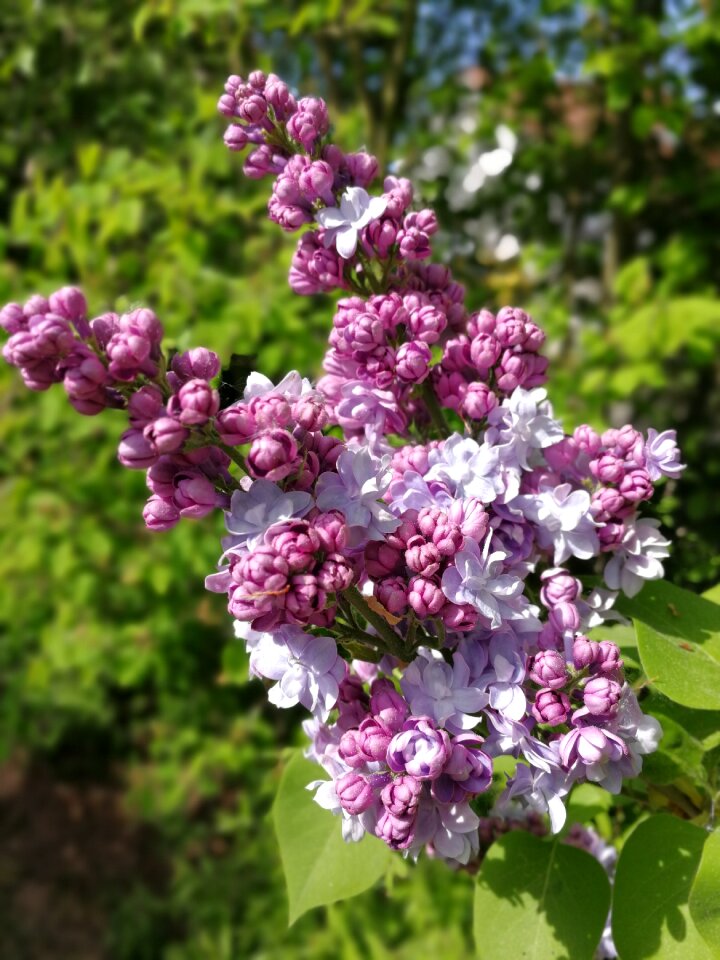 Leaf flowers lilac