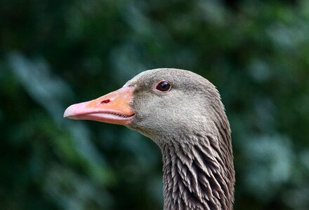 Animal animal world bird
