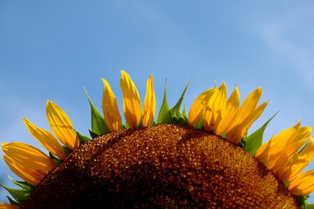 Blossom bloom plant photo