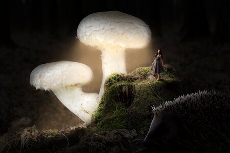 Mushrooms darkness figure photo