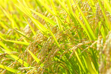 Oryza Sativa Rice photo