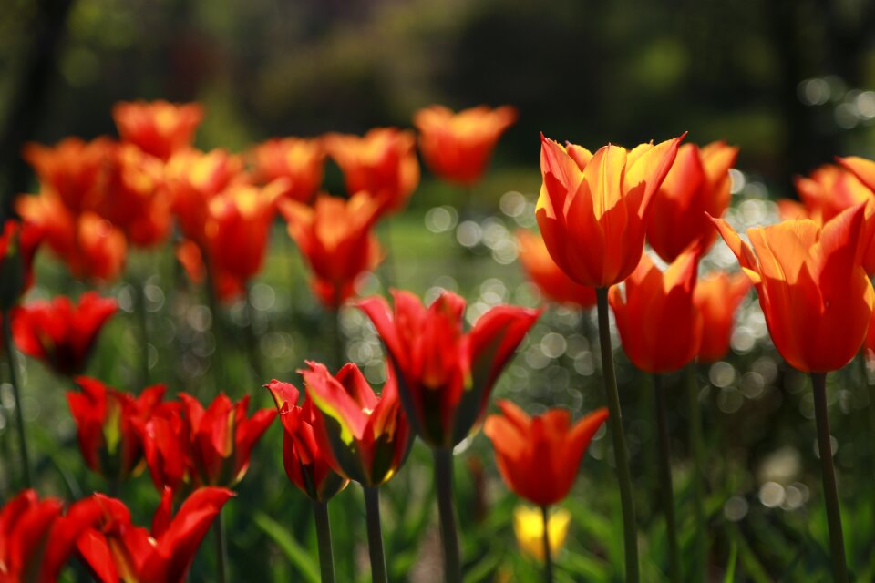 Summer leaf tulip