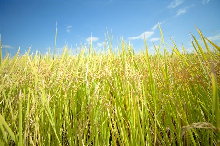 Oryza Sativa Rice photo