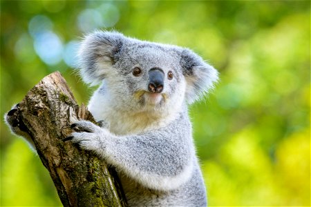 Koala Animal photo