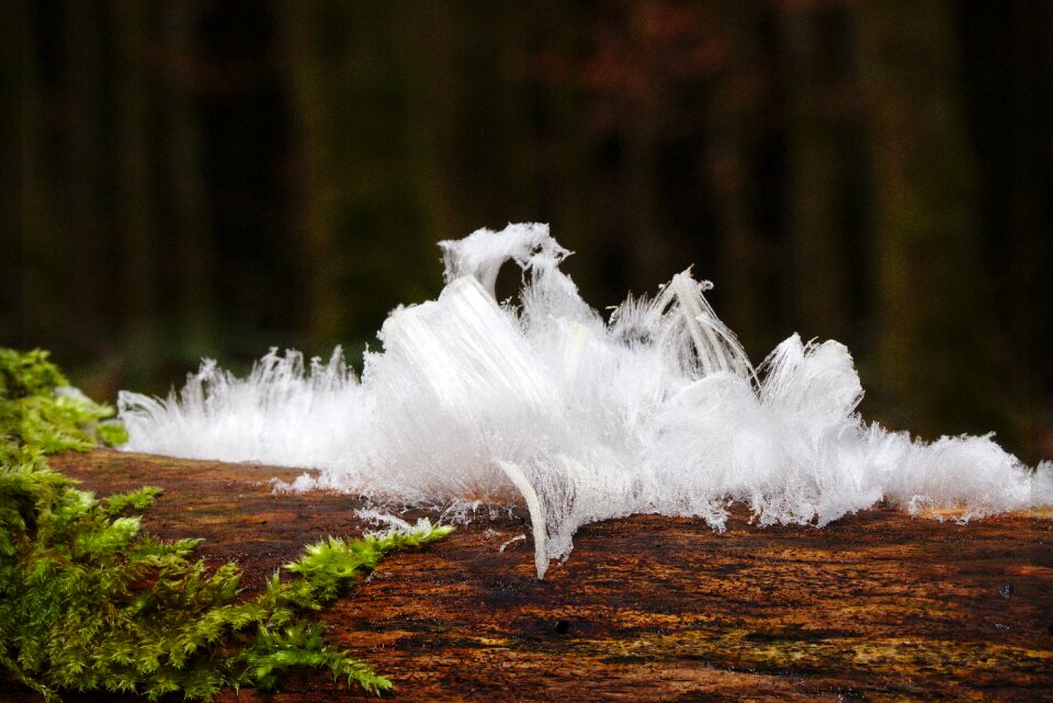 Forest winter frost