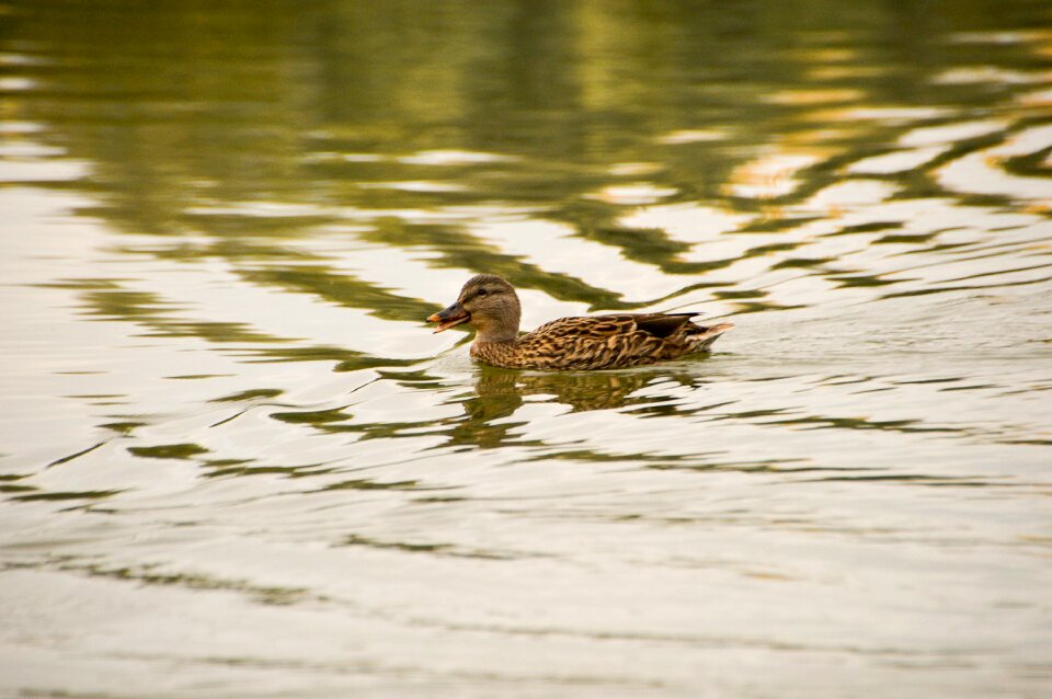 Animals lake wave photo