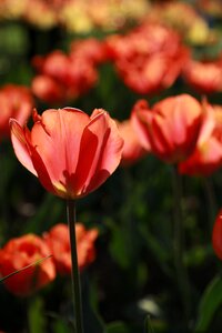 Summer leaf tulip