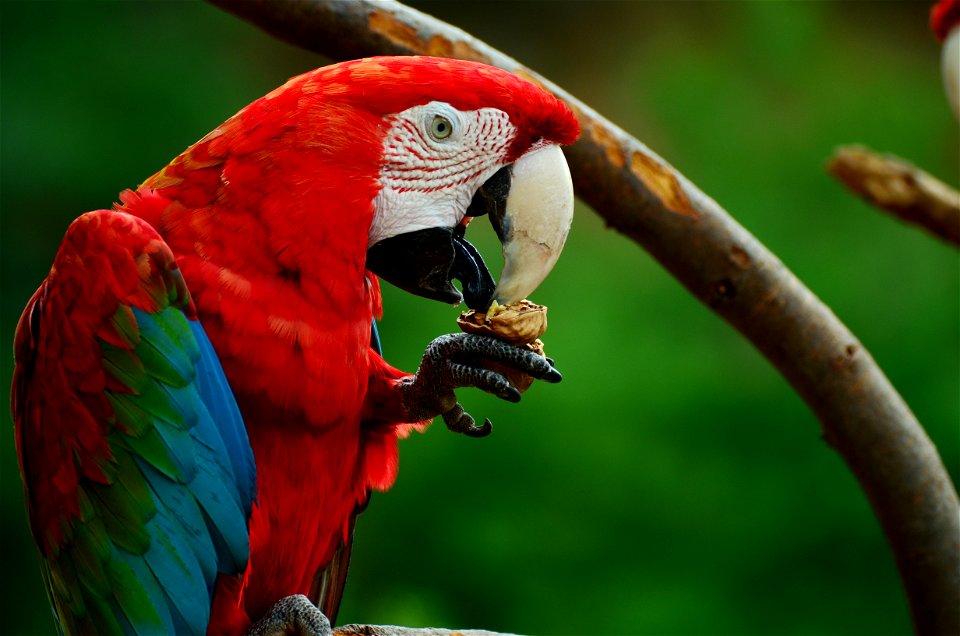 Red And Green Macaw photo