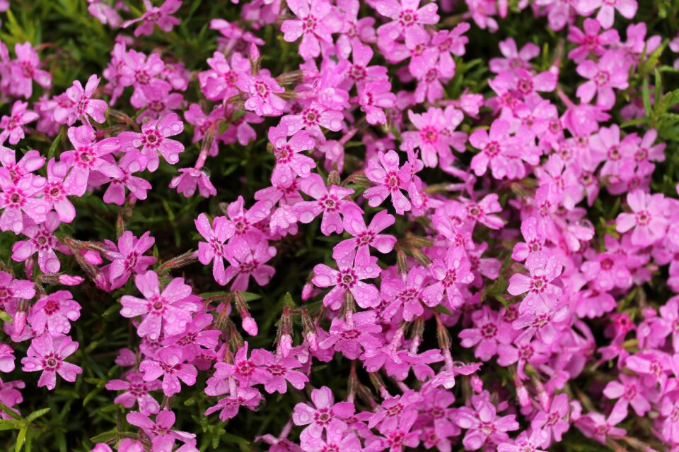 Purple violet spring