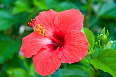 Hibiscus Flower photo