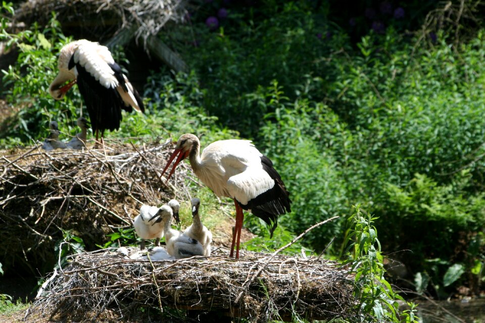 Breed storks white stork