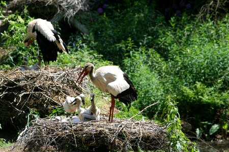 Breed storks white stork