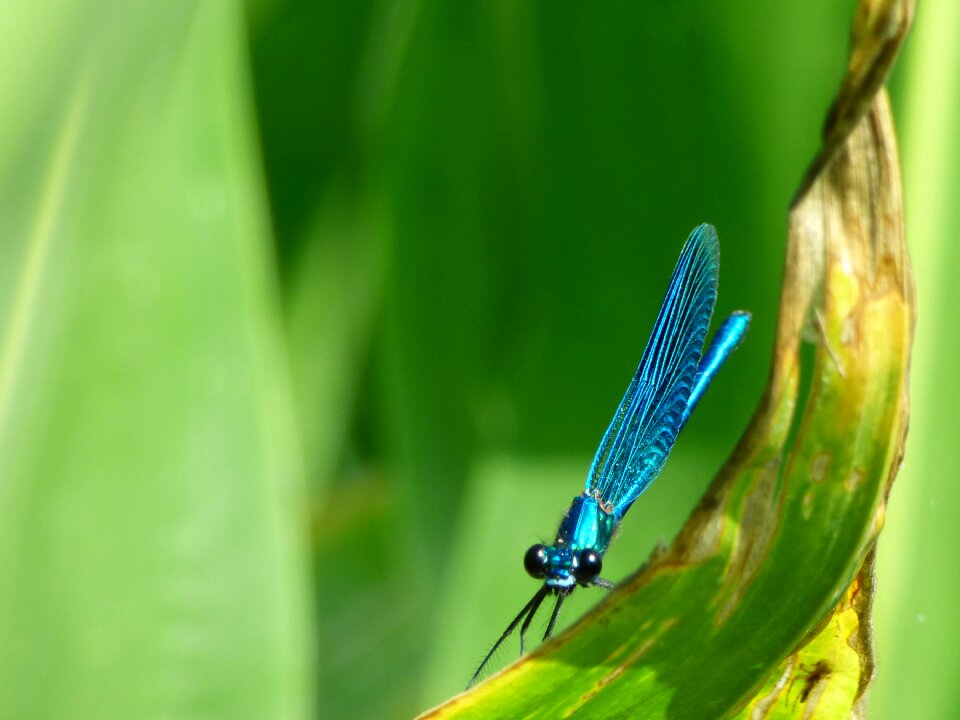 Insects green wings