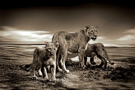 Lions Animal photo