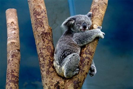 Koala Animal Sleep photo