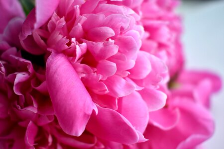 Closeup pink flower macro photography