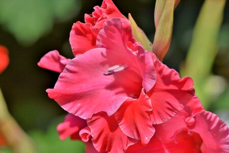 Sword flower blossom bloom