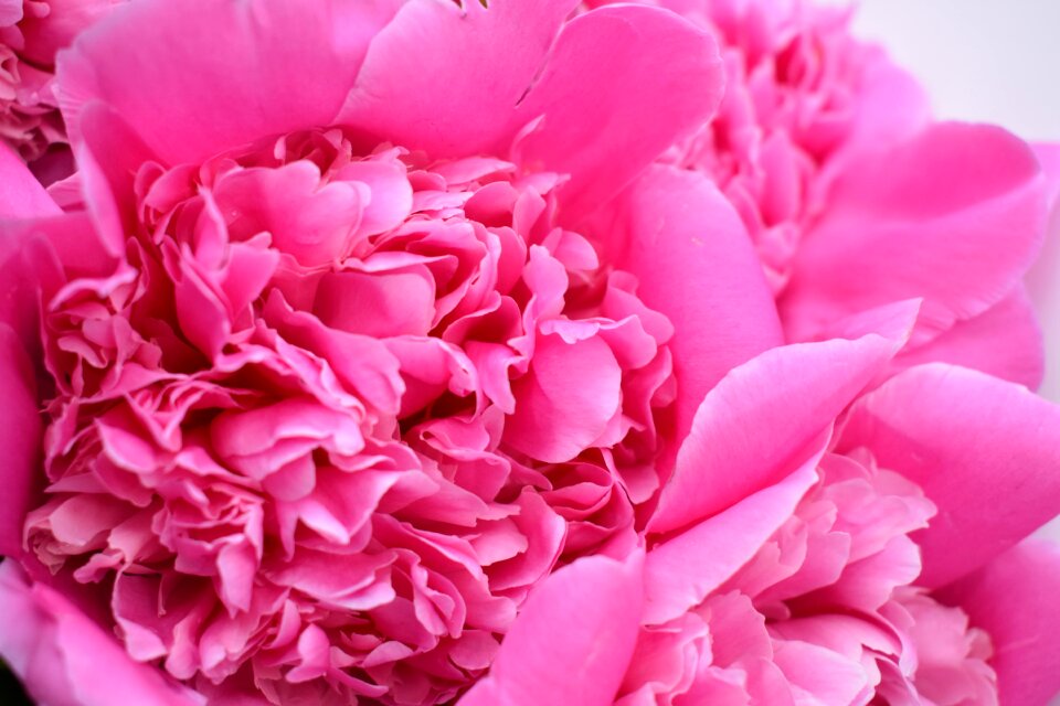 Closeup pink flower macro photography