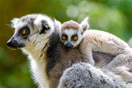 Ring Tailed Lemur Animal photo