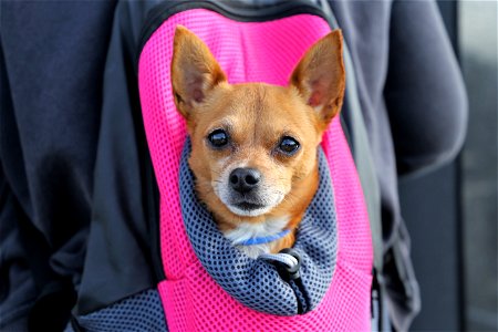 Chihuahua Dog Bag photo