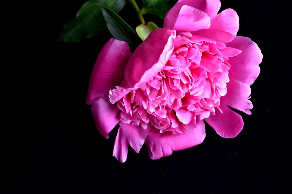 Closeup pink flower macro photography