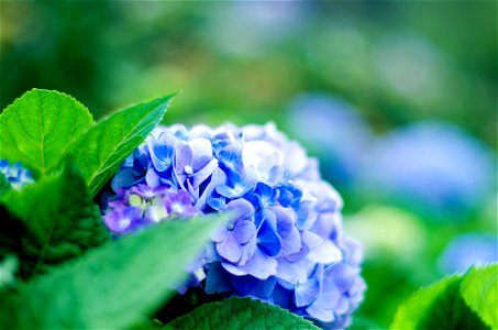 Hydrangea Flower photo