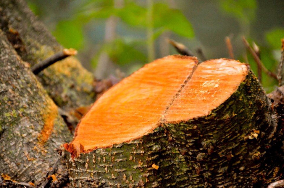 Tree nature woodcutter