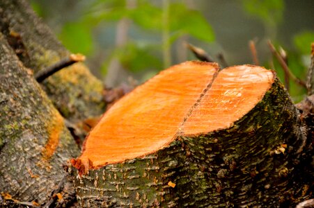 Tree nature woodcutter