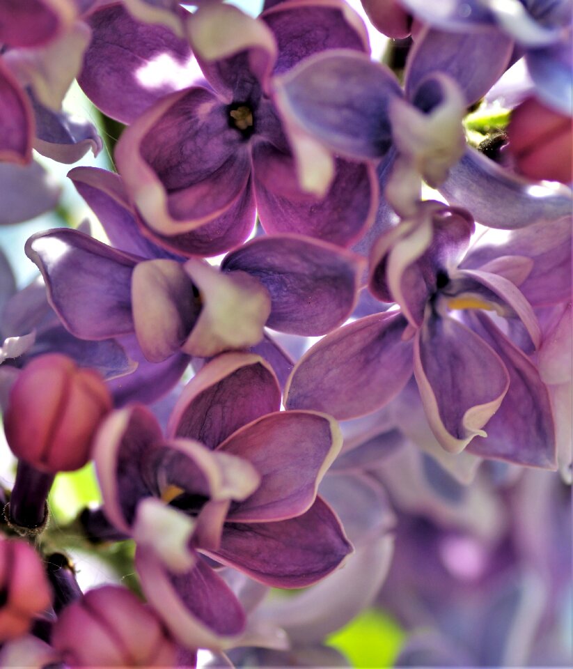 Spring flowering bush