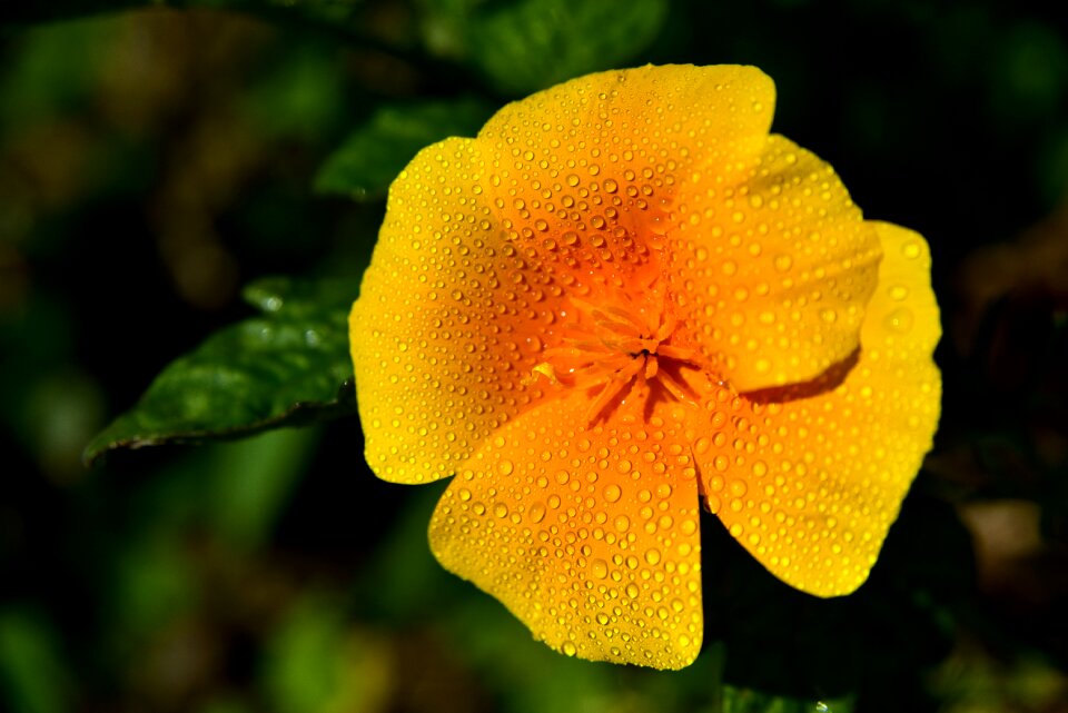 Sleepy blossom bloom