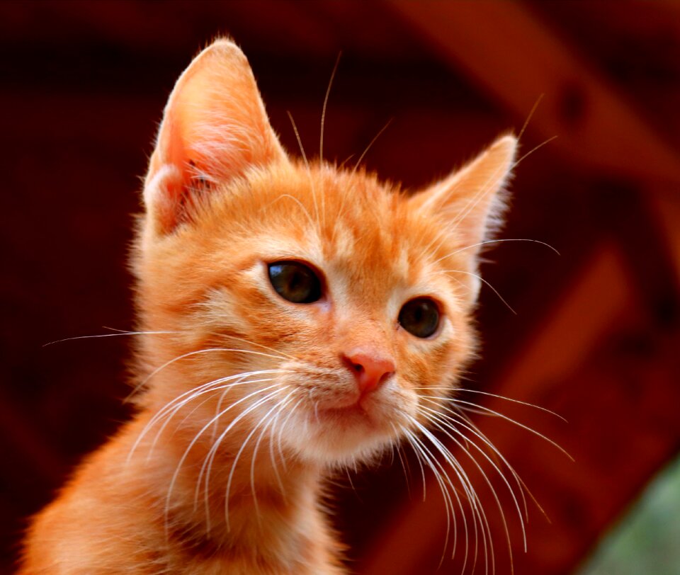 Domestic cat mackerel red photo