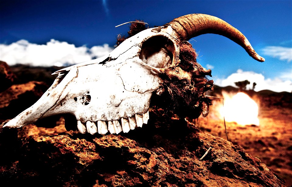 Goat Skull photo