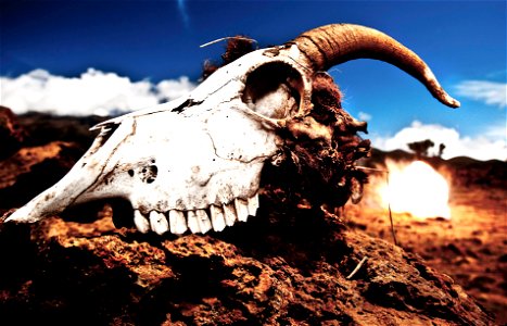 Goat Skull photo