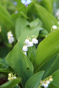 Bell may 1 strand lily of the valley
